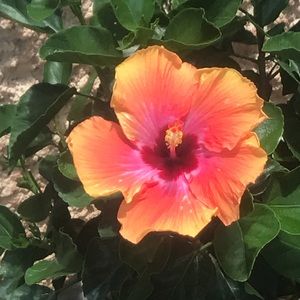 Meet your Posher, Candy